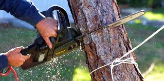 Best Tree Trimming and Pruning  in Timonium, MD