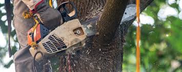 Best Tree Removal  in Timonium, MD