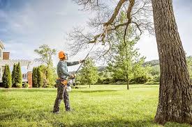 Best Tree Risk Assessment  in Timonium, MD