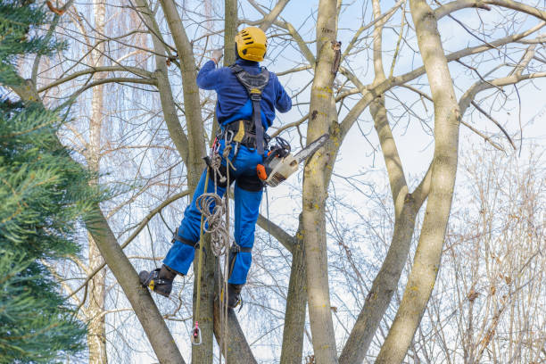 Best Hazardous Tree Removal  in Timonium, MD