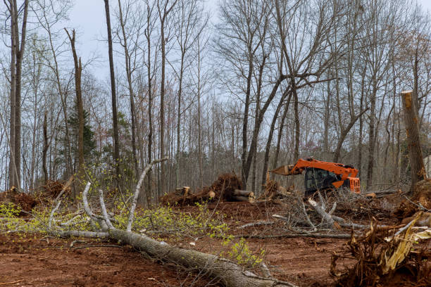 Timonium, MD Tree Services Company