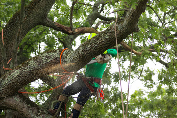 Best Tree and Shrub Care  in Timonium, MD