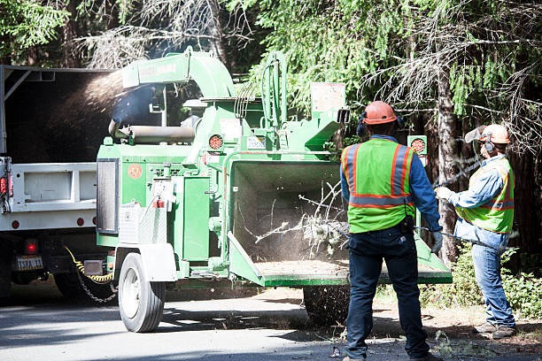 Best Grass Overseeding  in Timonium, MD