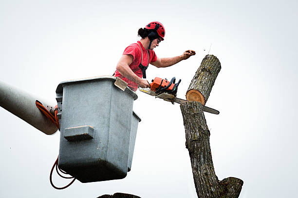 Seasonal Cleanup (Spring/Fall) in Timonium, MD